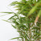 Plant in a Box - Niet-woekerende bamboe - Fargesia nitida 'Gansu' - Hoogte 50-70cm - Pot 17cm - Bamboo - Green