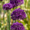 Plant in a Box - Allium Purple Sensation - 30x Alium bloembollen - Bollen winterhard voor in de tuin - vroege bloeiers