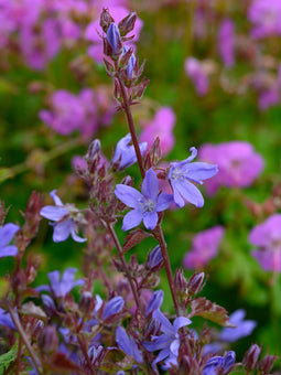 Campanula poscharskyana | 1 stuk | Bodembedekker | vermijd onkruid | grondbedekker | 11x11 cm Kwekerspot | Paars