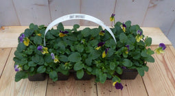 Bosviolen geel/paars 6 stuks