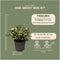 Plants by Frank | set van 6 Parelbes planten | 6x Pernettya mucronata wit | 6x wit | 12 cm Ø | 20 cm hoog | winterharde planten | tuinplanten | planten