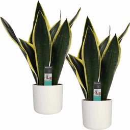 Decorum Duo Sansevieria Night Shade met Elho b.for white ↨ 50cm - hoge kwaliteit planten