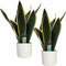 Decorum Duo Sansevieria Night Shade met Elho b.for white ↨ 50cm - hoge kwaliteit planten