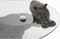 Bijzettafel DKD Home Decor Kristal Transparant Koper Hars Koloniaal Nijlpaard (80 x 50 x 37 cm)