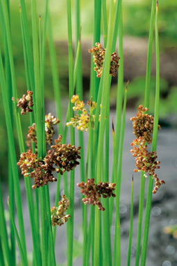 Juncus effusus Spiralis P9