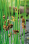 Juncus effusus Spiralis P9