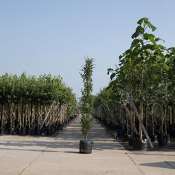 Groene zuilbeuk | Fagus sylvatica 'Dawyck' 20-40 cm| Bomenbezorgd.nl