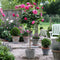 Plant in a Box - Rosa Palace Topkapi - Stamroos meerjarig winterhard - Pot 19cm - Hoogte 80-100cm