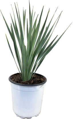 Plant in a Box - Yucca Rostrata - winterharde palmlelie - pot 17cm - hoogte 35-45cm