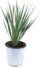 Plant in a Box - Yucca Rostrata - winterharde palmlelie - pot 17cm - hoogte 35-45cm