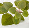 Mica Decorations Eucalyptus Kunstplant - L12 x B28 x H64 cm - Groen
