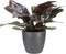 Philodendron Imperial red in ELHO sierpot (Brussels Round Antraciet) ↨ 70cm - hoge kwaliteit planten