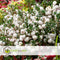 Plant in a Box - Gaultheria mucronata - Witte Pernettya in Mand - Parelbes - Pot 17cm - Hoogte 25-40cm