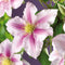 3 stuks - Van der starre - Klimplant Clematis Piilu 75 cm