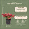 Plants by Frank | set van 6 Parelbes planten | 6x Pernettya mucronata mix | 2x roze, 2x wit & 2x rood | 12 cm Ø | 20 cm hoog | winterharde planten | tuinplanten | planten