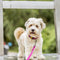 Hondenhalsband Dingo 14748 Roze 37 cm 61 cm