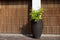 Capi Europe - Vaas elegant deluxe Rib NL - 51x72 - Antraciet - Opening Ø31 - Bloempot voor binnen en buiten - Levenslang garantie - Breukbestendig - 100% Recyclebaar - CO2 Neutraal geproduceerd - KOFZ1138