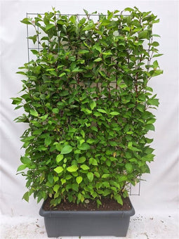 Hedge to Go - Calycanthus floridus Haag