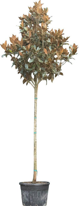 Magnolia grandiflora | Magnolia grandiflora 'Galissonière' 16-18 cm | Bomenbezorgd.nl