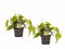 Duo Philodendron Scandens ↨ 15cm - 2 stuks - hoge kwaliteit planten