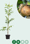 Walnotenboom 'Buccaneer' | Juglans regia 'Buccaneer' 1-3 cm | Bomenbezorgd.nl