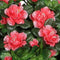 Kunstplant Azalea Peach - H 35cm - Terracotta sierpot - Mica Decorations
