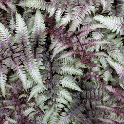 Japanse Regenboogvaren (Athyrium) 'Metallicum' | 1 stuk | groenblijvende vaste plant | wintergroen | Schaduwplant | tuinplant schaduw | 11x11 cm Kwekerspot | winterhard