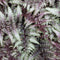 Japanse Regenboogvaren (Athyrium) 'Metallicum' | 1 stuk | groenblijvende vaste plant | wintergroen | Schaduwplant | tuinplant schaduw | 11x11 cm Kwekerspot | winterhard