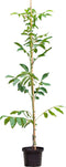 Walnotenboom 'Broadview' | Juglans r. 'Broadview' 1-3 cm | Bomenbezorgd.nl