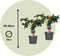 Plant in a Box - Jatropha Podagrica - Set van 2 - Bloeiende Tropische Kamerplanten - Pot 13cm - Hoogte 25-45cm