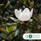Magnolia grandiflora solitair | Magnolia grandiflora ‘Galissonière’ | Bomenbezorgd.nl
