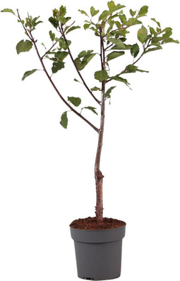 Plant in a Box - Prunus domestica 'Opal' - Pruimenboom - Fruitboom - Pot 21cm - Hoogte 90-100cm