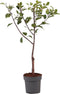 Plant in a Box - Prunus domestica 'Opal' - Pruimenboom - Fruitboom - Pot 21cm - Hoogte 90-100cm