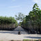 Sierpeer leiboom 150 cm | Pyrus call. 'Chanticleer' 8-12 cm 150 cm| Bomenbezorgd.nl