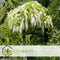 Plant in a Box - Wisteria floribunda 'Longissima Alba' - Japanse blauwe regen - Witbloeiende sierplant - Klimmer - Pot 15cm - Hoogte 60-70cm