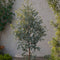 Plant in a Box - Eucalyptus Gunnii - Winterharde Eucalyptusboom op stam - Pot 17cm - Hoogte 55-65cm