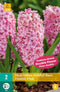 JUB - Hyacinthus dubbel roze