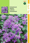 2 stuks - Hortitops - Nepeta mussinii Kattekruid