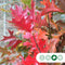 Bol Moeraseik 180 cm stamhoogte | Quercus pal. 'Green Dwarf' 6-10 cm 180 cm| Bomenbezorgd.nl
