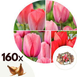 Plant in a Box - Rood & Roze Tulpenmix - x160 - Bloembollen voor Tuin, Terras of Balkon