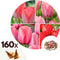 Plant in a Box - Rood & Roze Tulpenmix - x160 - Bloembollen voor Tuin, Terras of Balkon