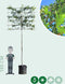 Lei amberboom 220 cm | Liquidambar styraciflua 'Worplesdon' 14-18 cm 220 cm| Bomenbezorgd.nl
