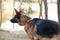 Hondenhalsband Dingo 14754 Oranje 28 cm 20 cm