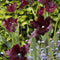 Plant in a Box - Tulipa Black Parrot - Bloembollen x14 - parkiettulp - Donker paars