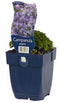 Griffioen - Campanula garganica