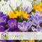 Plant in a Box - Crocus Large Flowering Mix - Bloembollen x30 - Krokus - Paars / Geel