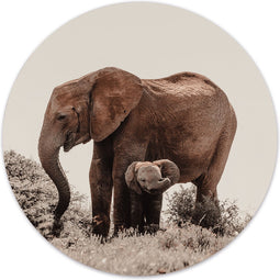 Label2X - Muurcirkel baby olifant - Ø 20 cm - Forex - Multicolor - Wandcirkel - Rond Schilderij - Muurdecoratie Cirkel - Wandecoratie rond - Decoratie voor woonkamer of slaapkamer