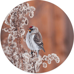 Label2X - Muurcirkel birdy - Ø 140 cm - Forex - Multicolor - Wandcirkel - Rond Schilderij - Muurdecoratie Cirkel - Wandecoratie rond - Decoratie voor woonkamer of slaapkamer