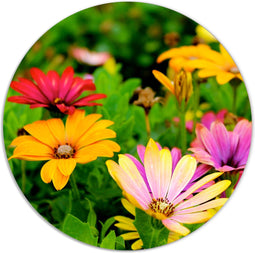 Label2X - Muurcirkel - Bloemenveld - Ø 100 cm - Forex - Multicolor - Wandcirkel - Rond Schilderij - Bloemen en Planten - Muurdecoratie Cirkel - Wandecoratie rond - Decoratie voor woonkamer of slaapkamer