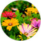 Label2X - Muurcirkel - Bloemenveld - Ø 30 cm - Dibond - Multicolor - Wandcirkel - Rond Schilderij - Bloemen en Planten - Muurdecoratie Cirkel - Wandecoratie rond - Decoratie voor woonkamer of slaapkamer
